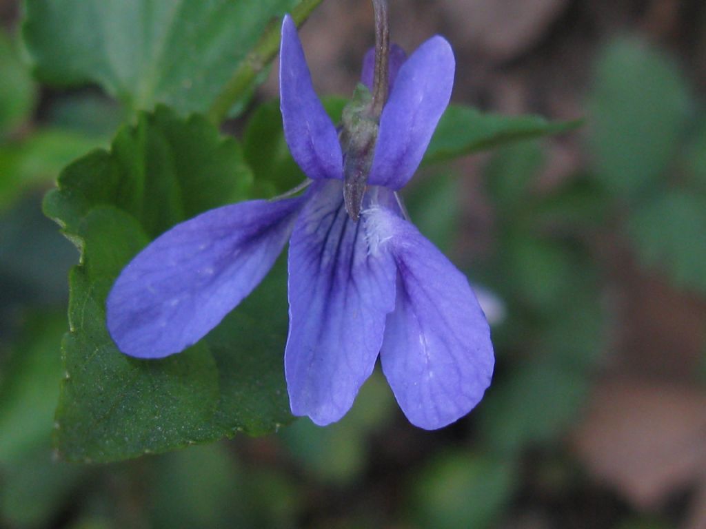 Viola bianca?