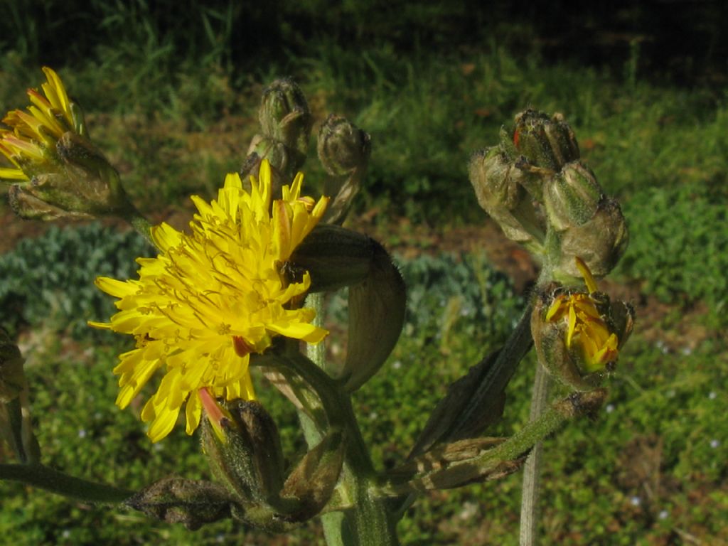 Crepis vesicaria subsp. vesicaria