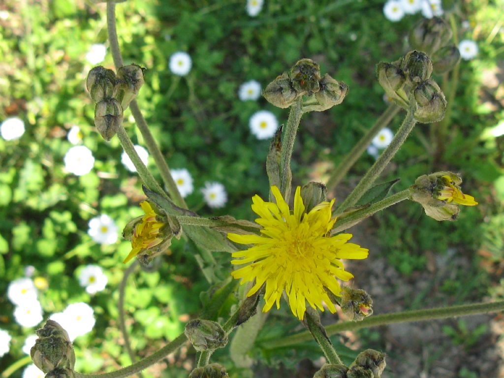 Crepis vesicaria subsp. vesicaria