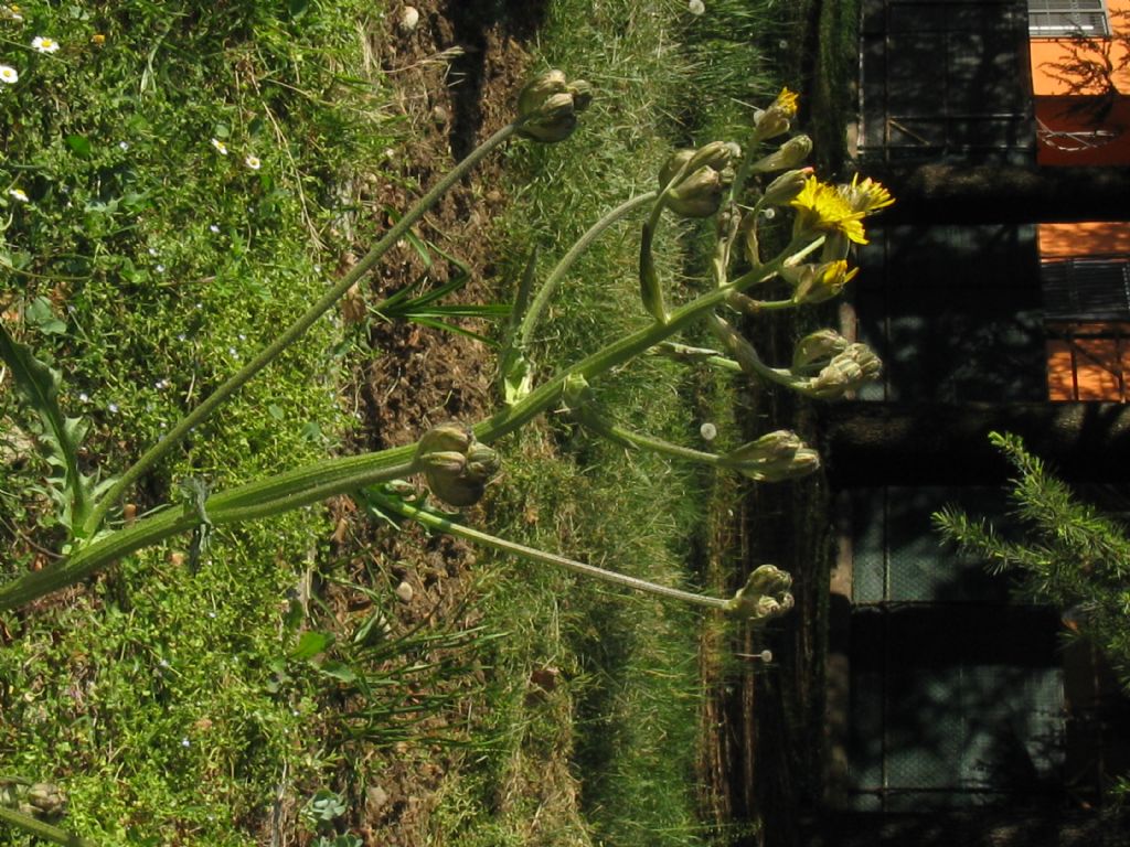 Crepis vesicaria subsp. vesicaria