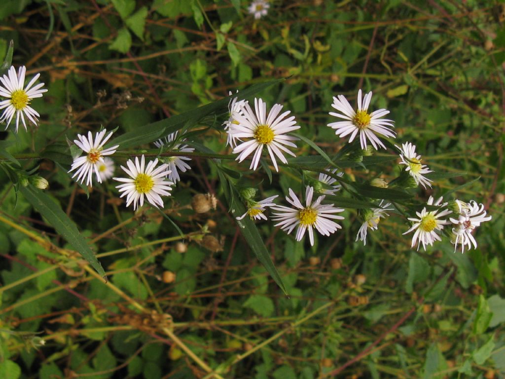 Symphyotrichum lanceolatum