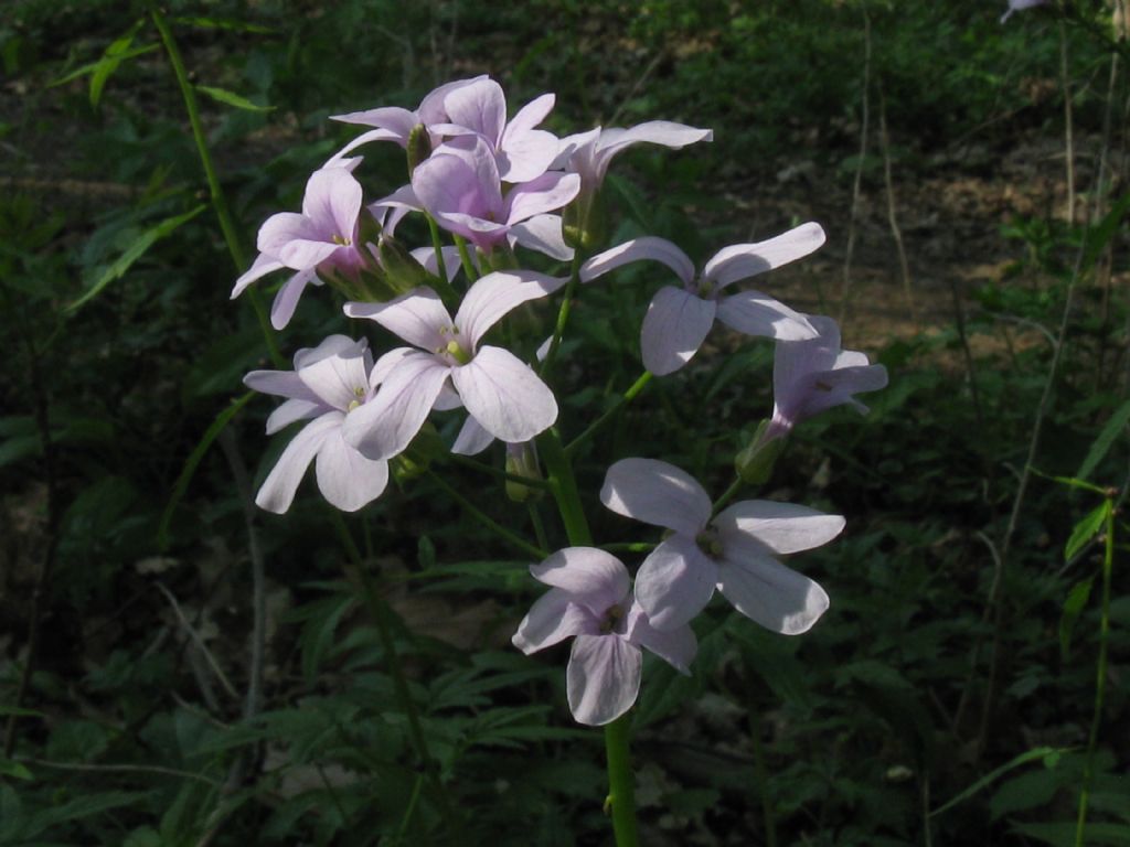 E'' una Saponaria? no, Brassicacea: Cardamine bulbifera