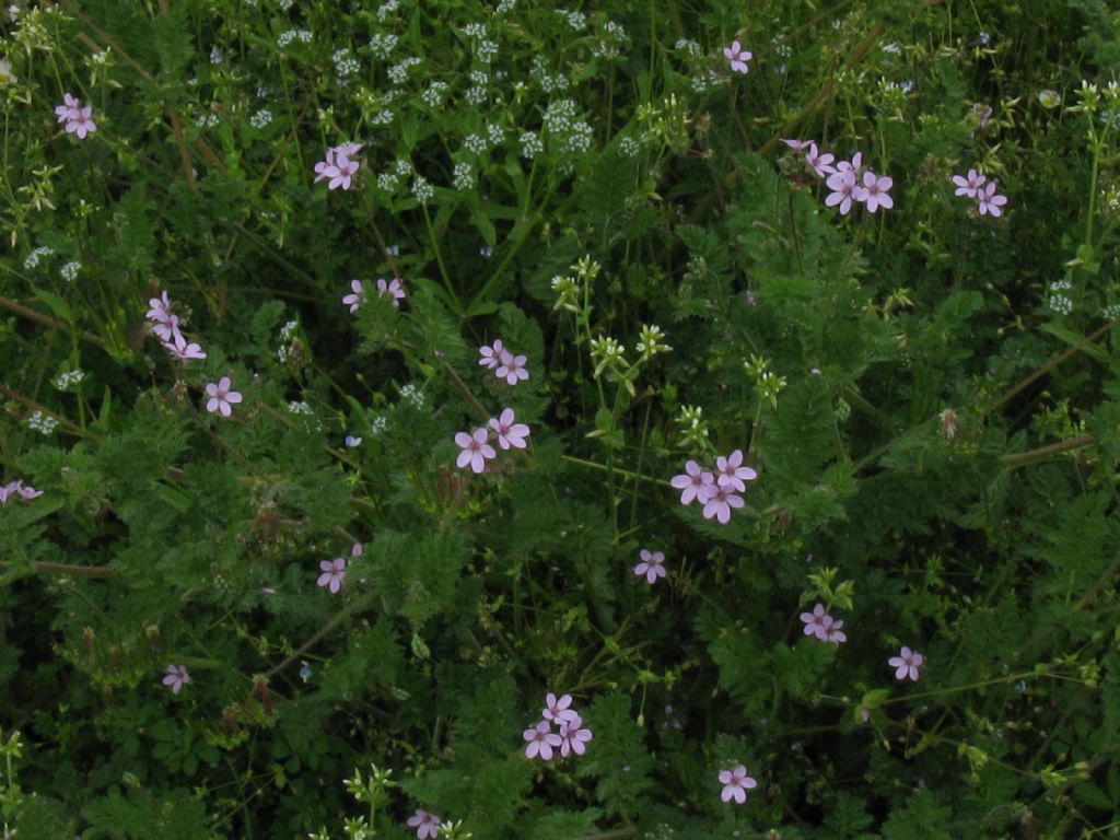 E'' un Geranium?  No, Erodium sp. (Geraniaceae)