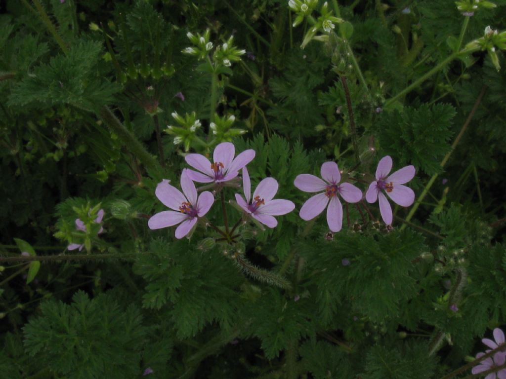 E'' un Geranium?  No, Erodium sp. (Geraniaceae)