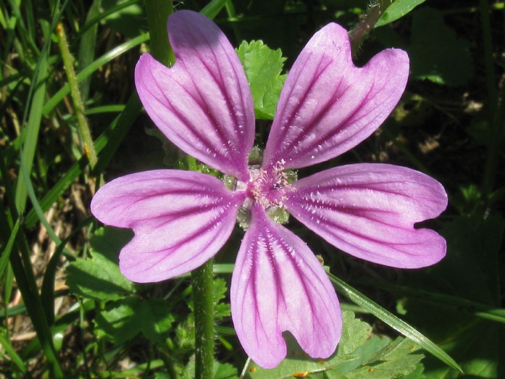 Malva sylvestris (Malvaceae)