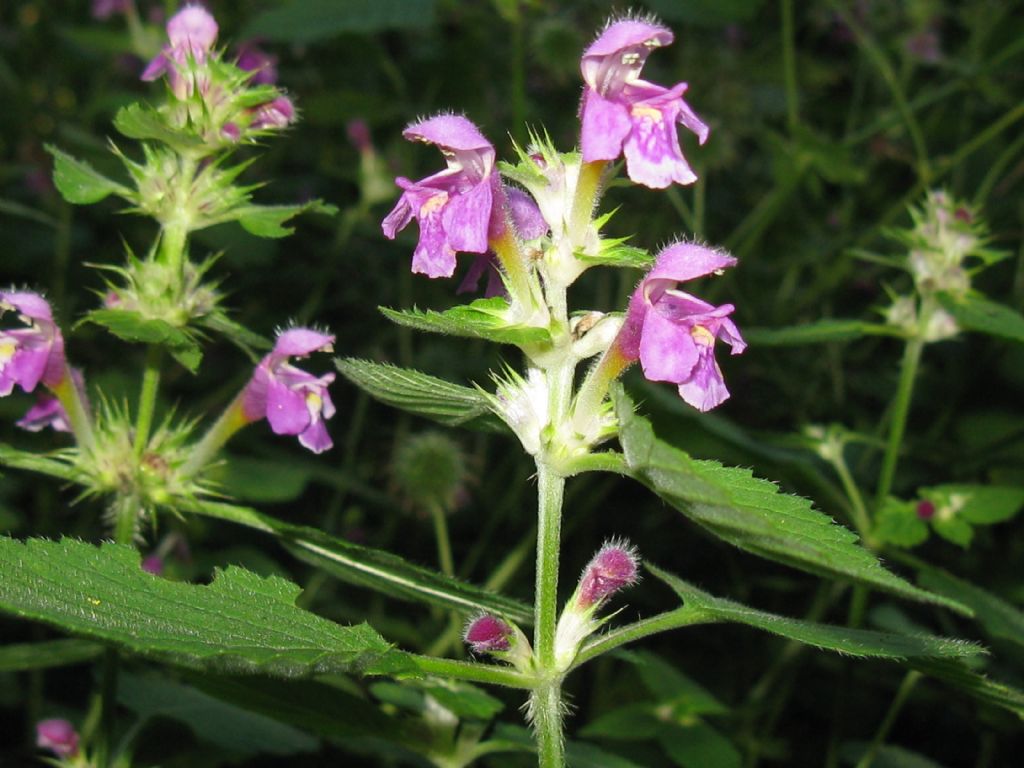Galeopsis bifida / Canapetta bifida
