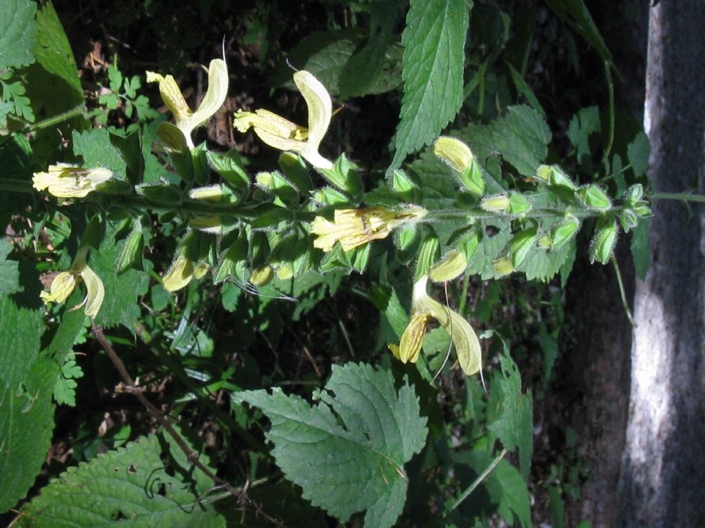Salvia glutinosa (Lamiaceae)