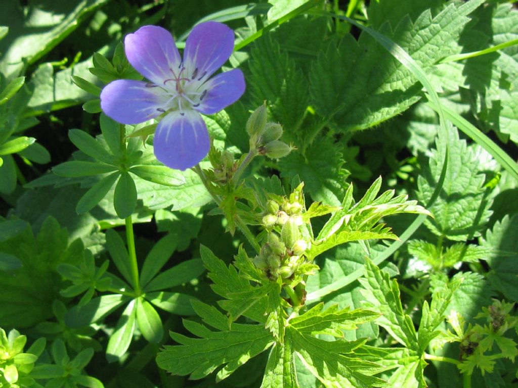 Geranium sylvaticum / Geranio silvano