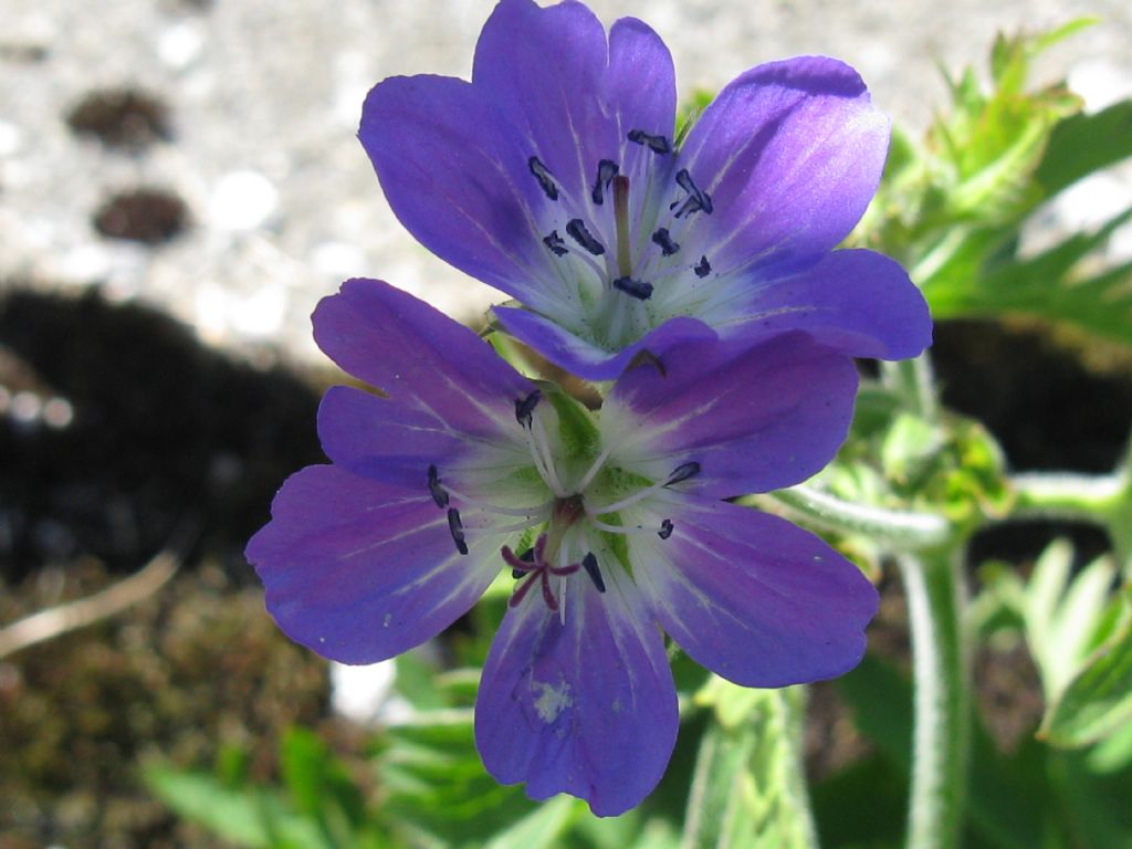 Geranium sylvaticum / Geranio silvano