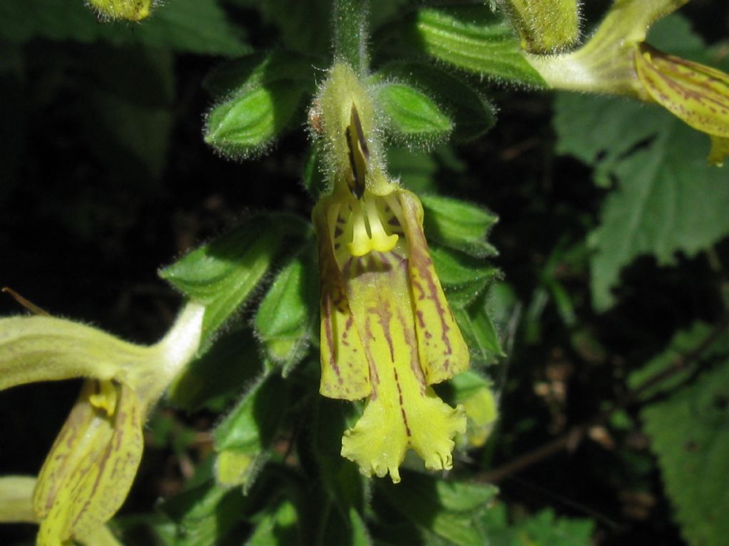 Salvia glutinosa (Lamiaceae)