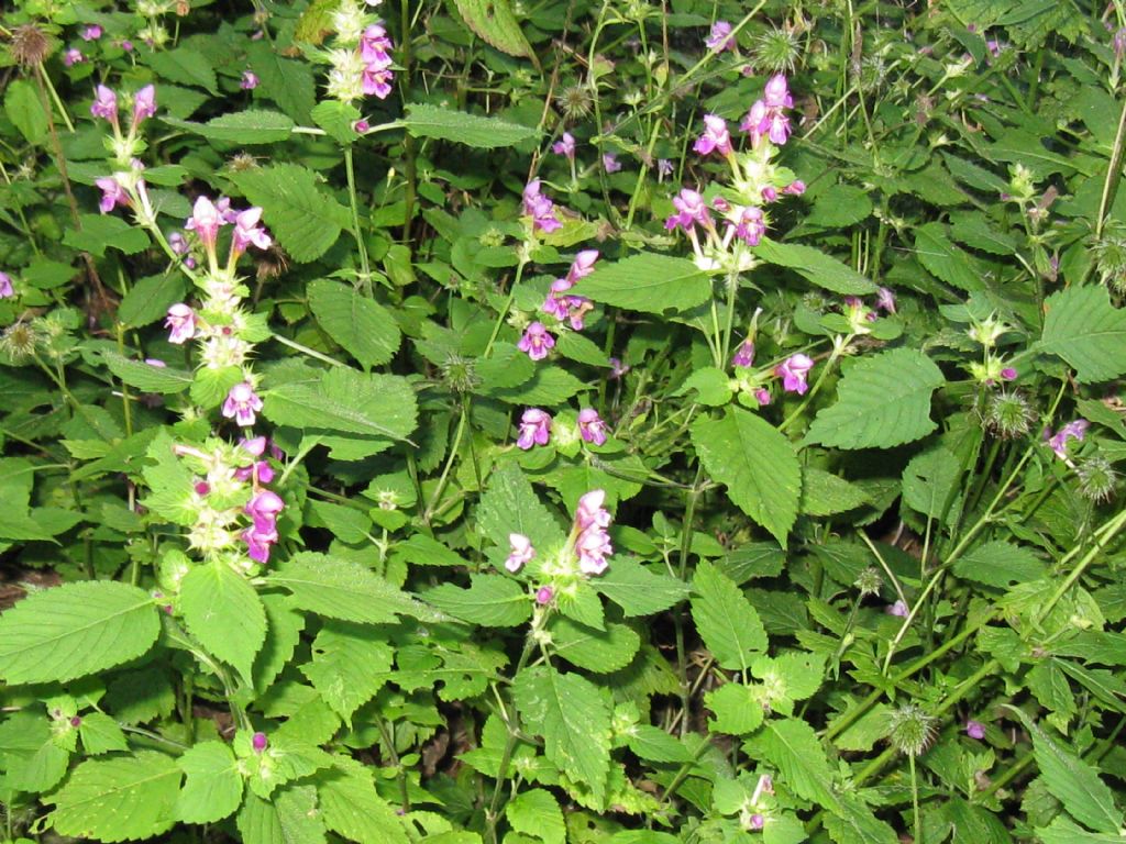 Galeopsis bifida / Canapetta bifida