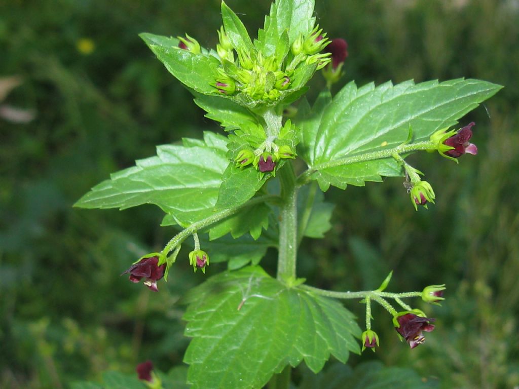 Scrophularia peregrina