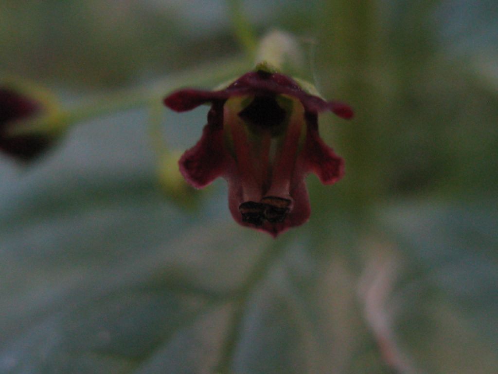 Scrophularia peregrina