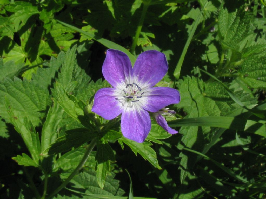 Geranium sylvaticum