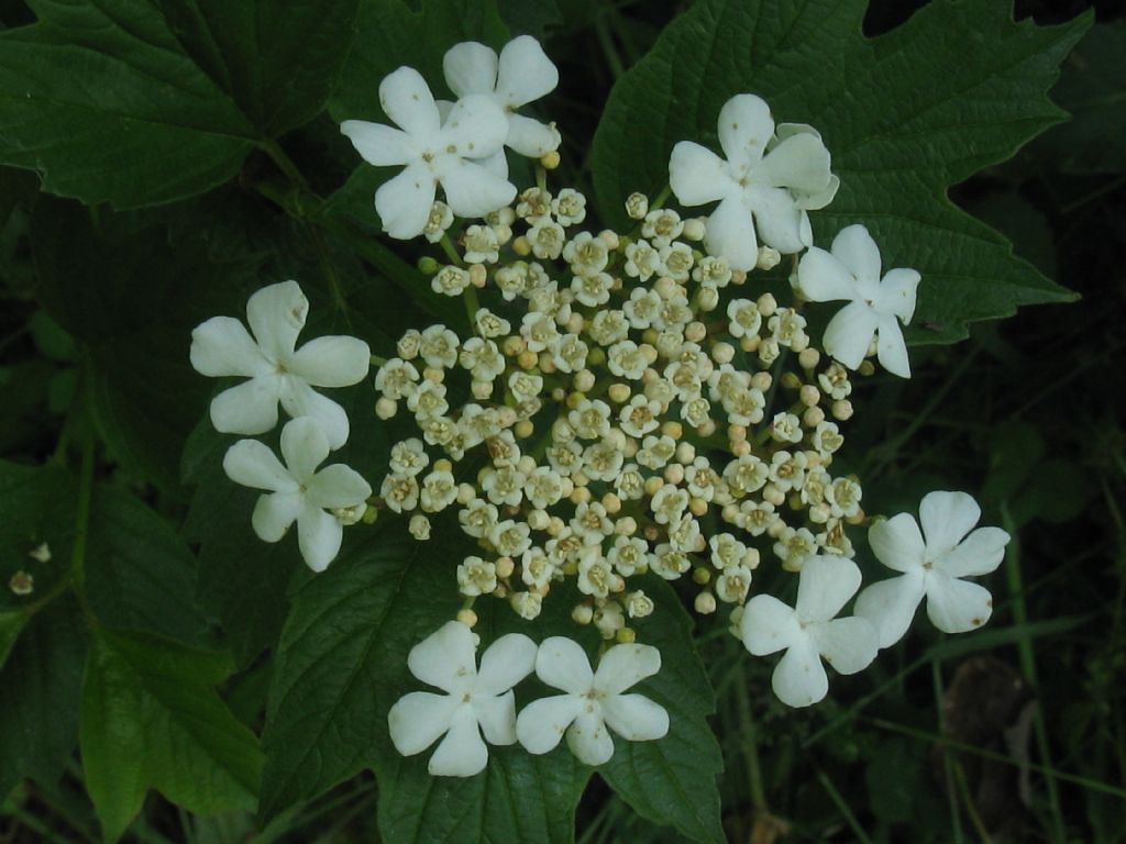 Viburnum opulus