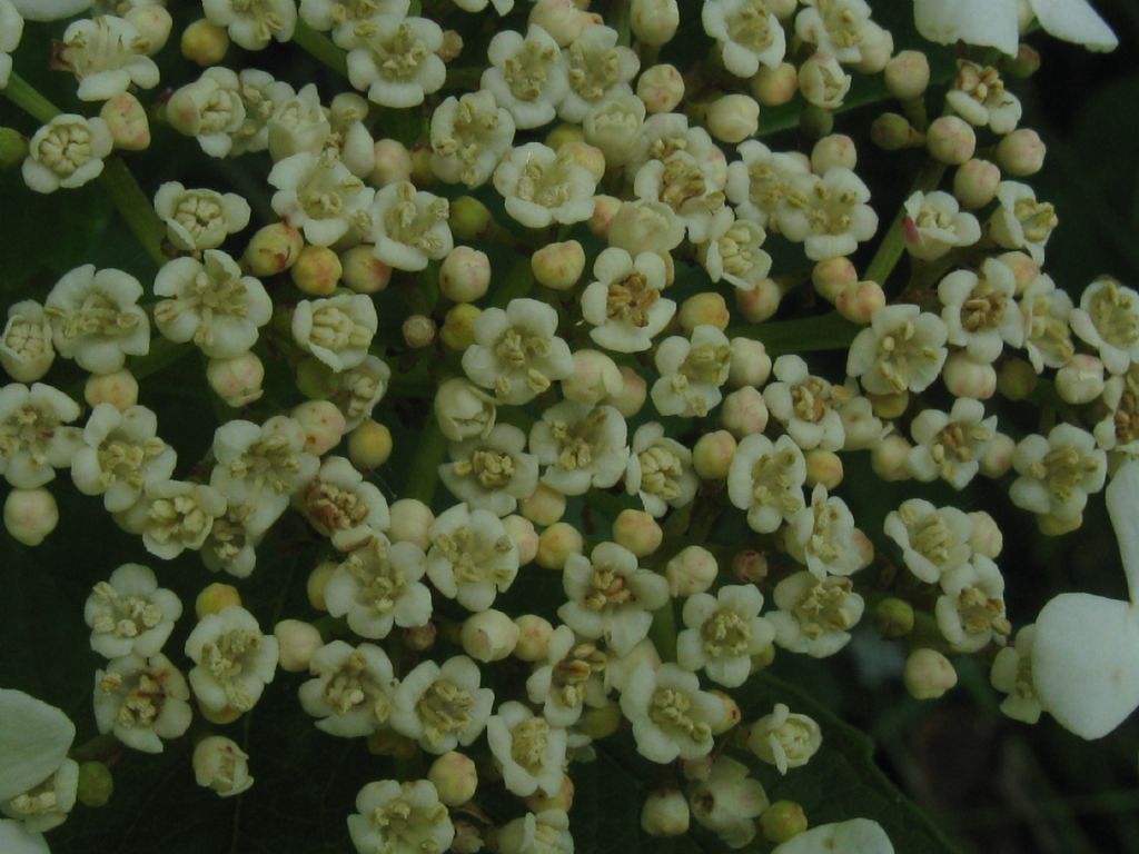 Viburnum opulus