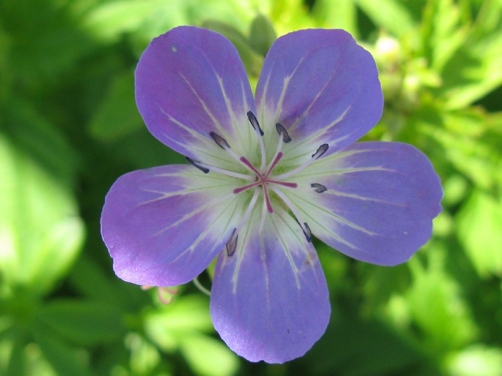 Geranium sylvaticum