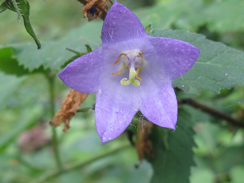Campanula trachelium
