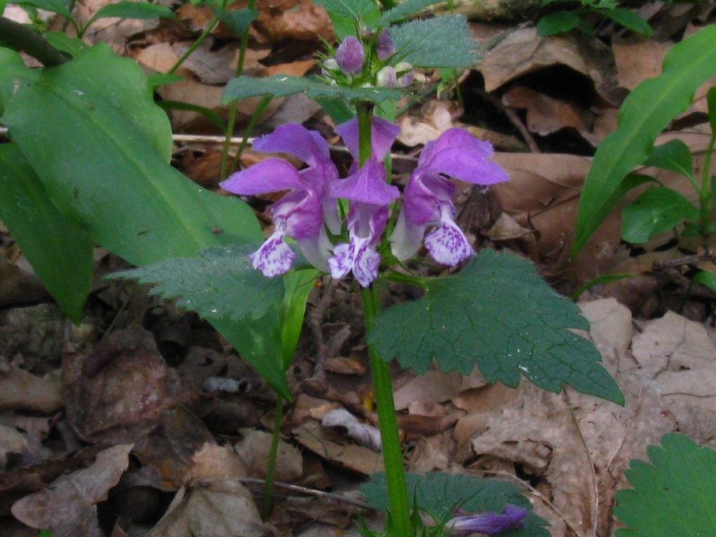 nel Parco di Monza - Lamium maculatum