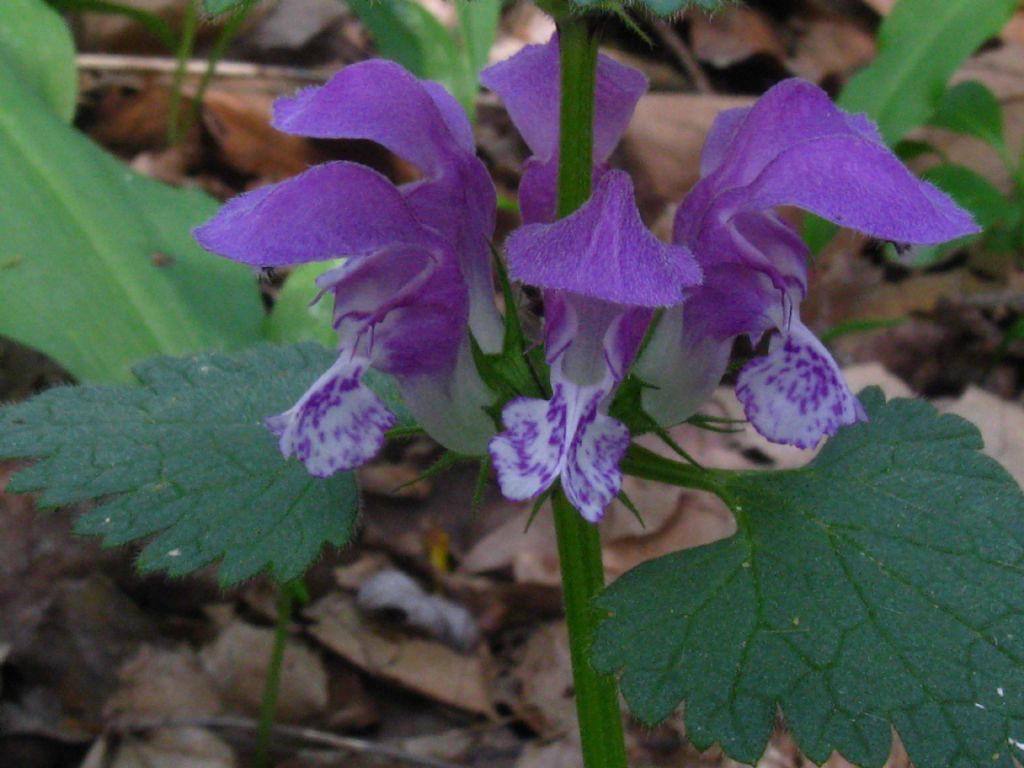 nel Parco di Monza - Lamium maculatum