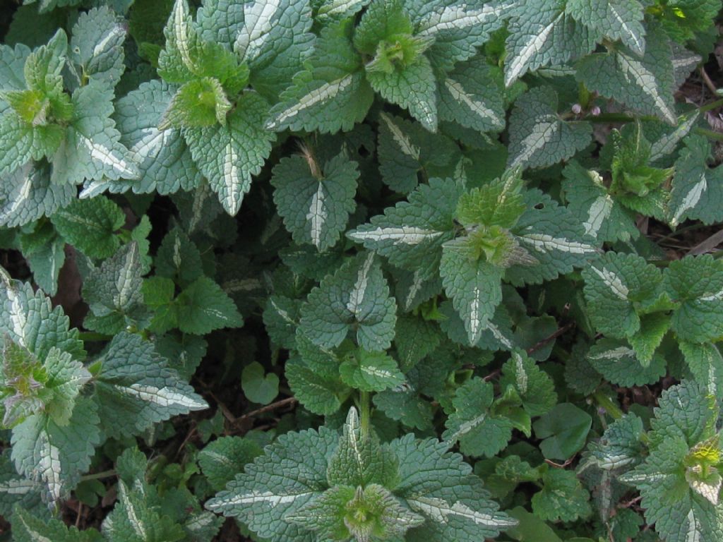 nel Parco di Monza - Lamium maculatum