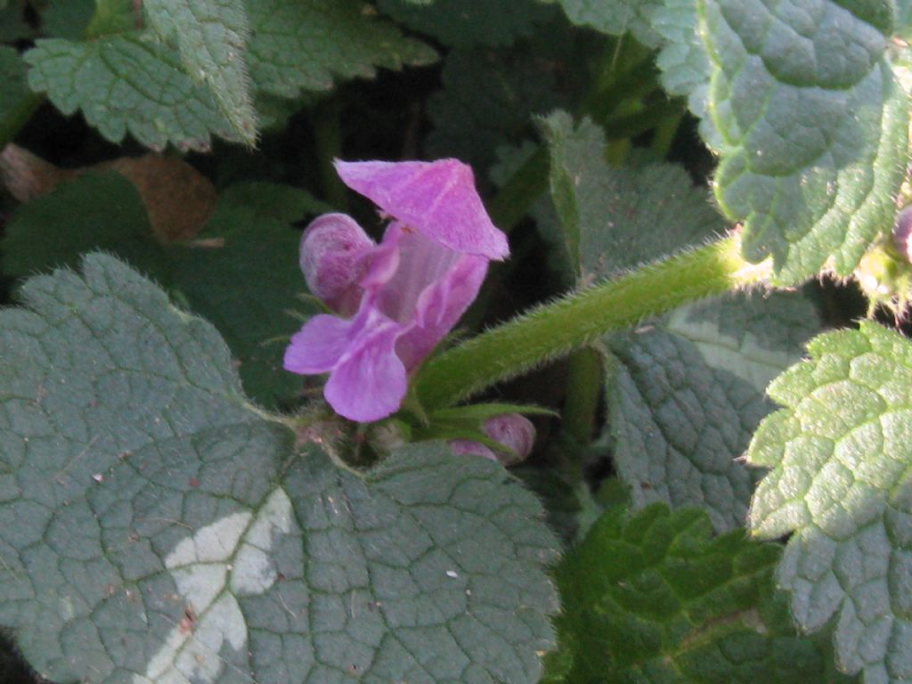 nel Parco di Monza - Lamium maculatum