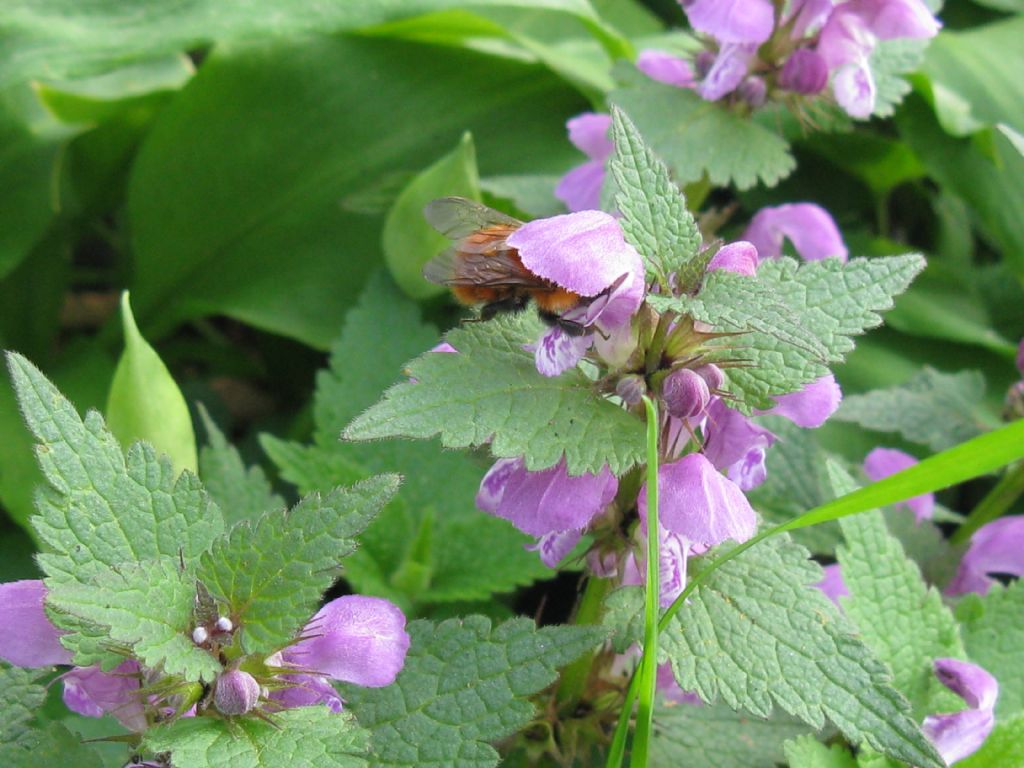 Lamium maculatum e purpureum