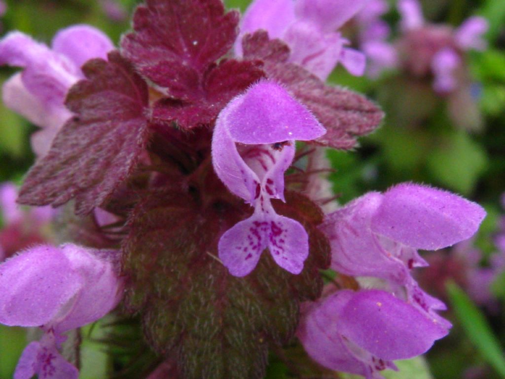 Lamium maculatum e purpureum