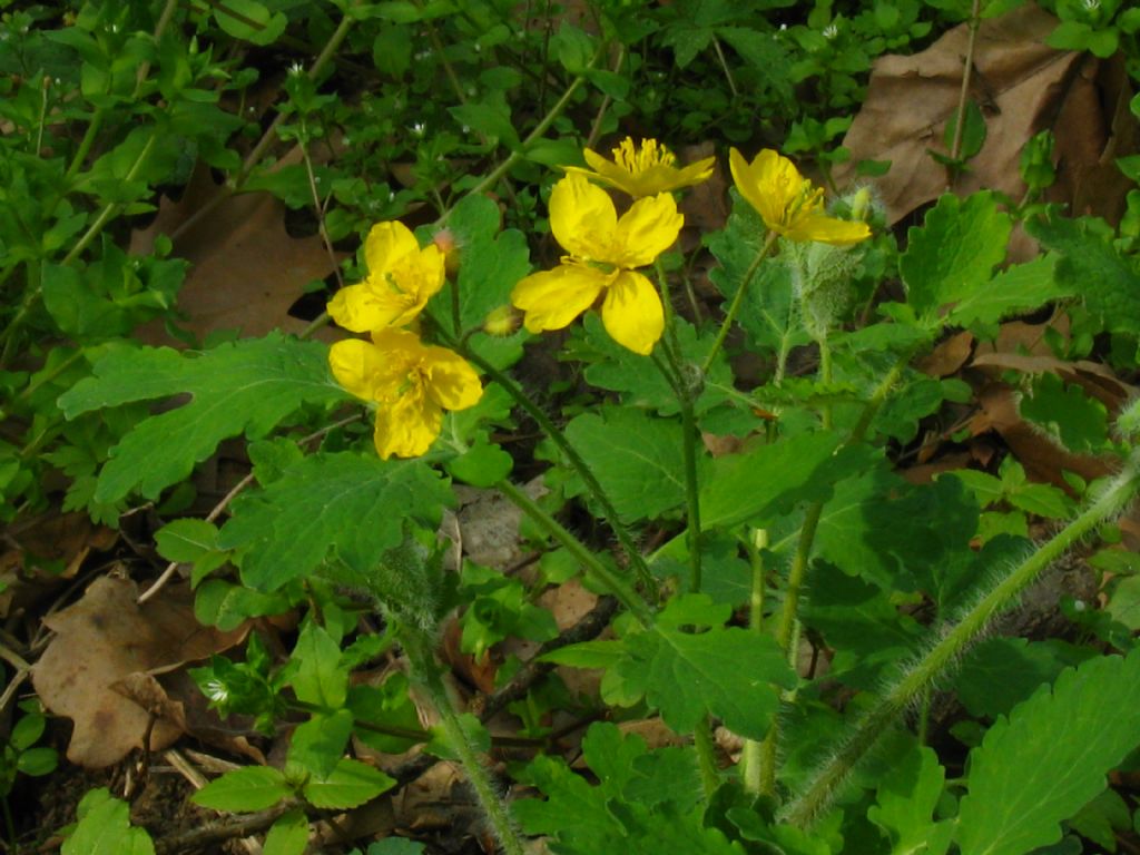 Chelidonium majus (Papaveraceae)