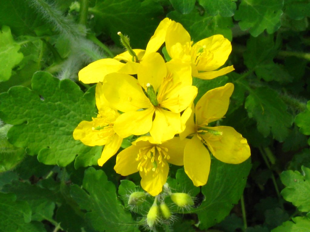 Chelidonium majus (Papaveraceae)