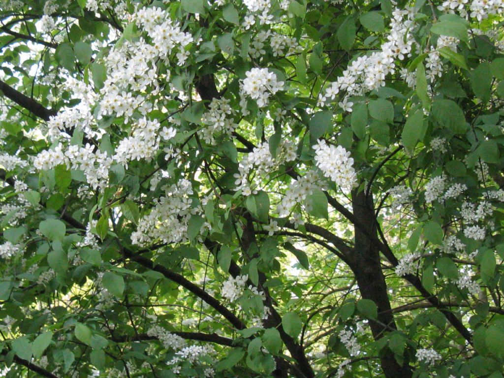 nel Parco di Monza... di bianco vestito....Prunus padus