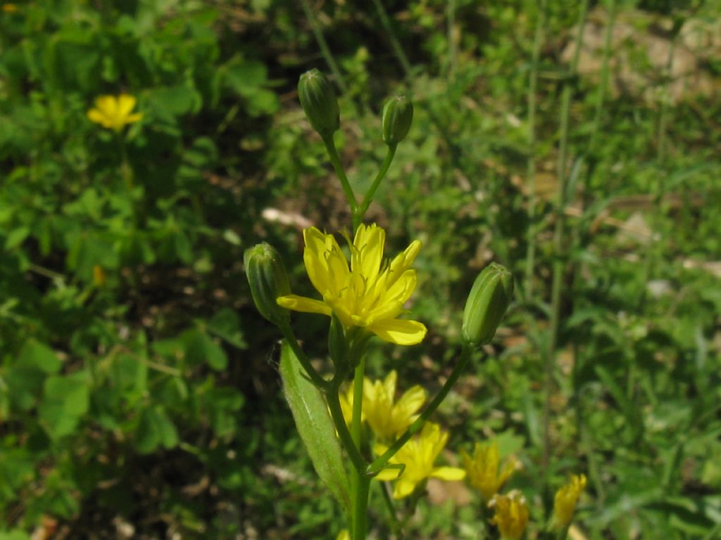 Lapsana communis