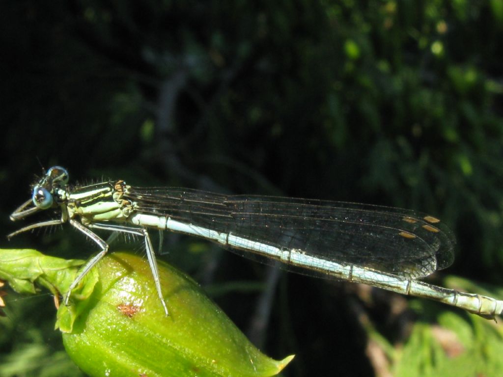 Platycnemis pennipes, femmina