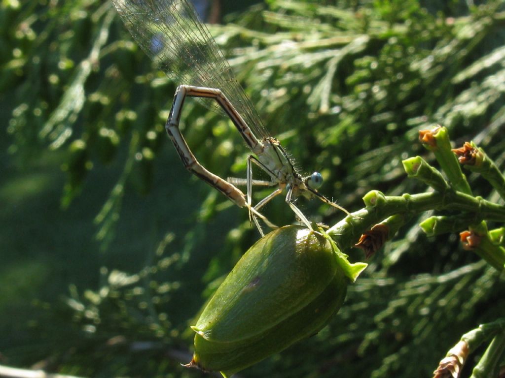 Platycnemis pennipes, femmina