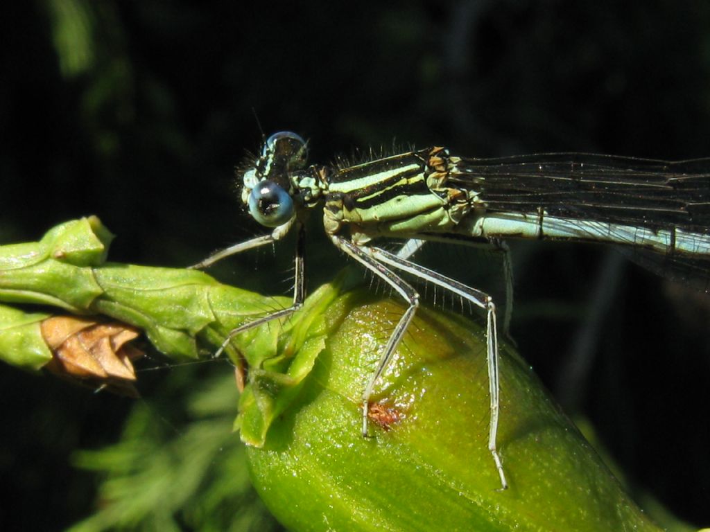 Platycnemis pennipes, femmina