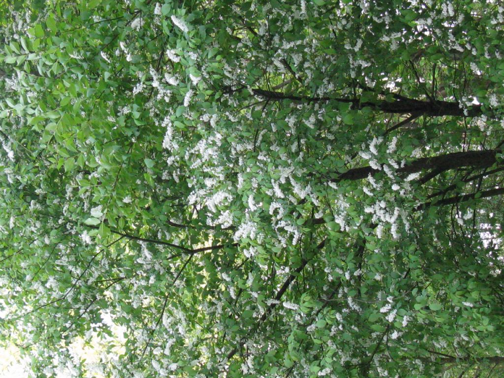 nel Parco di Monza... di bianco vestito....Prunus padus