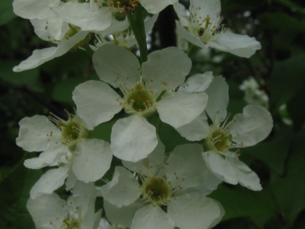 Prunus padus / Pado