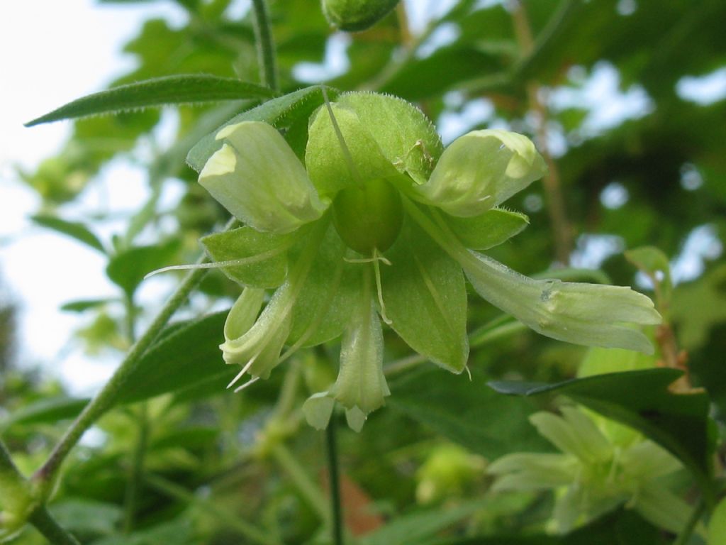 Cucubalus baccifer / Erba cucco