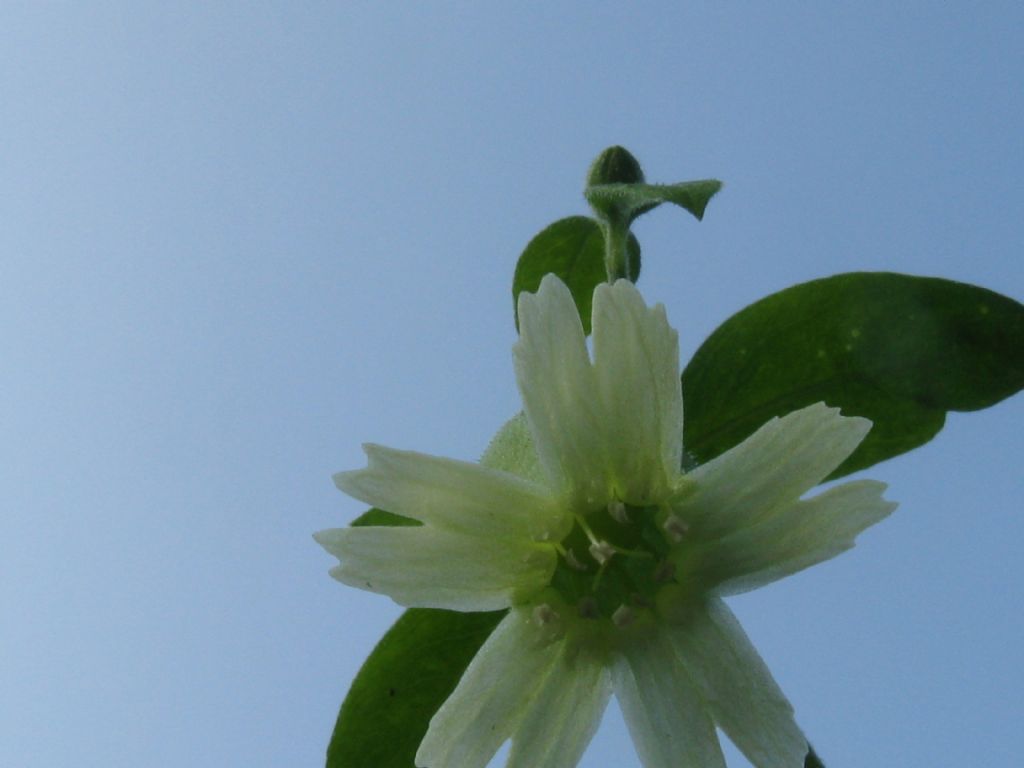 Cucubalus baccifer / Erba cucco