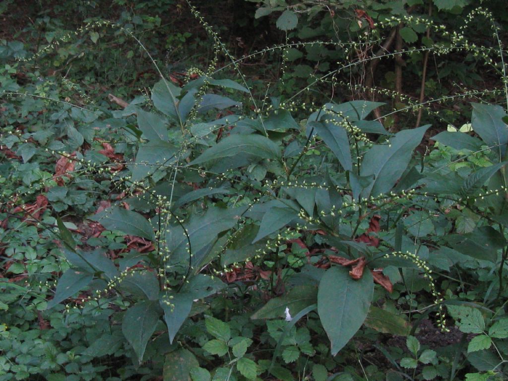 Persicaria virginiana / Poligono della Virginia