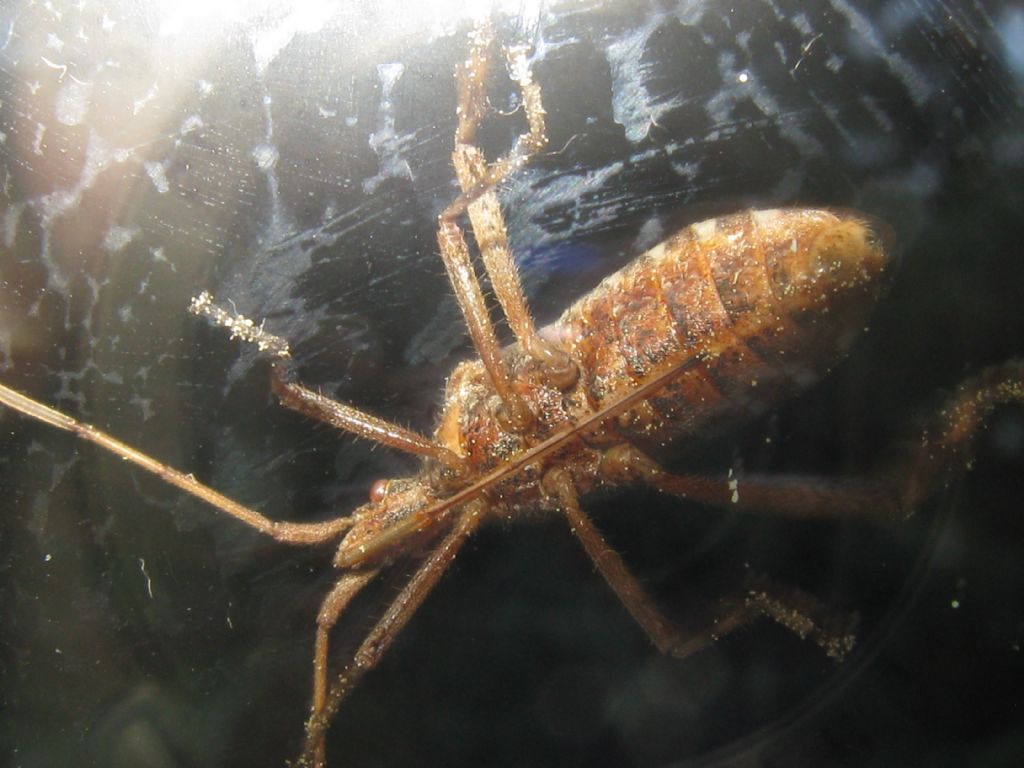 sul vetro della finestra: Leptoglossus occidentalis (Coreidae)