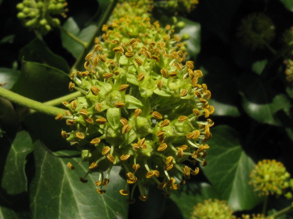 Identificabile? Hedera sp.