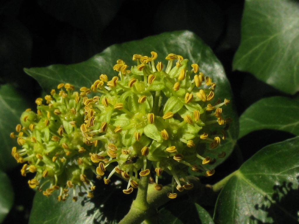 Identificabile? Hedera sp.