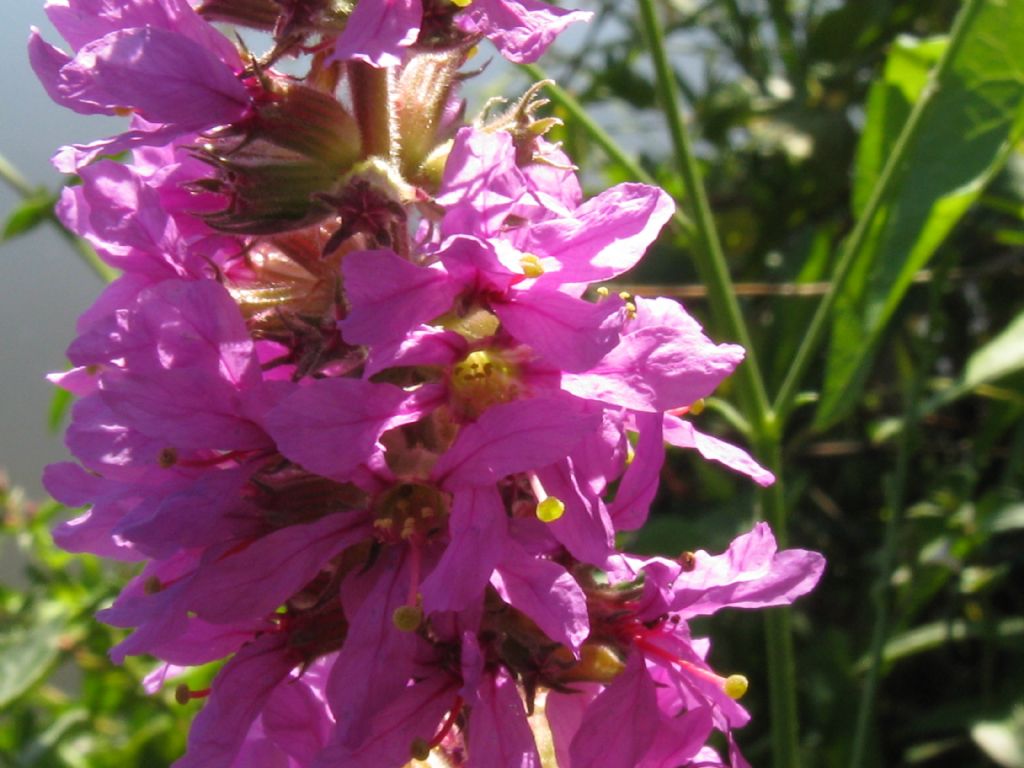 al Lago del Segrino - Lythrum salicaria (Myrtales - Lythraceae)