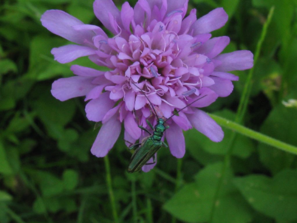 Oedemera nobilis, Oedemeridae