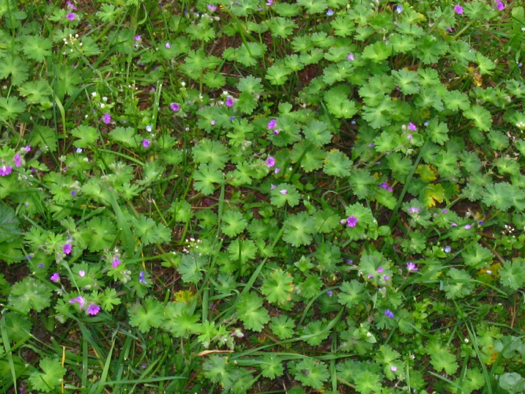 Geranium molle (Geraniaceae)