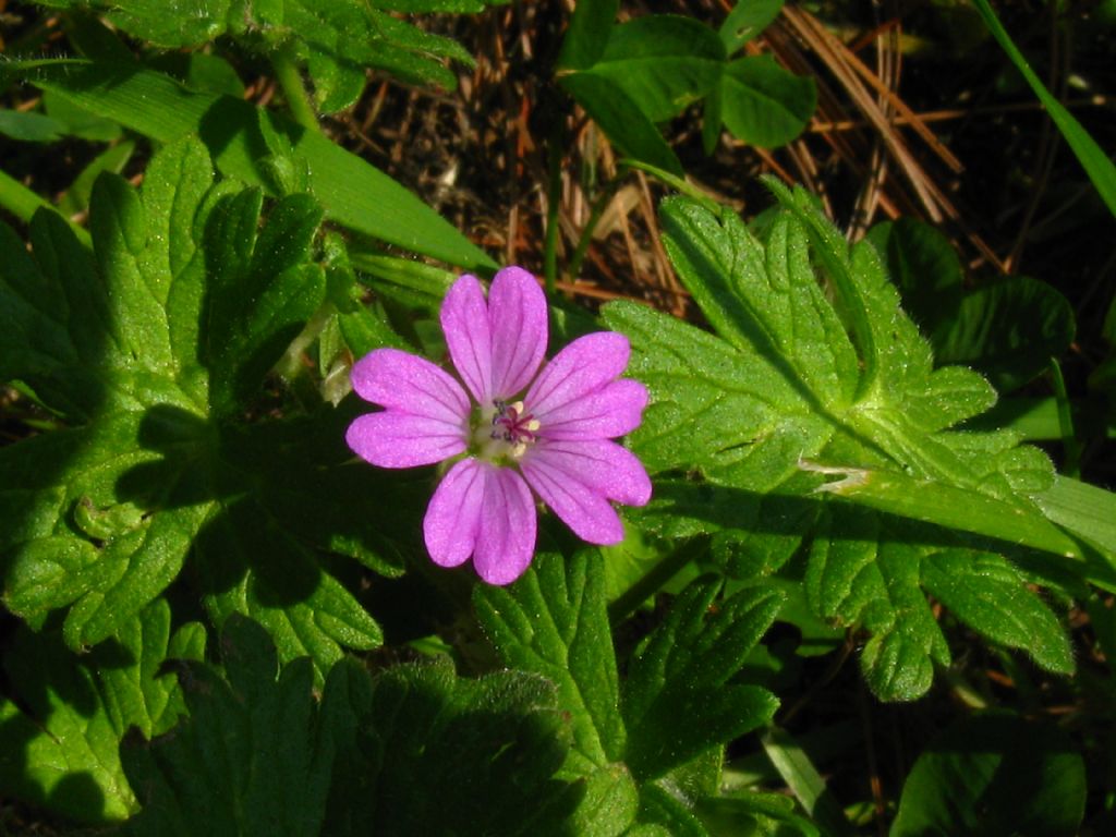 Geranium molle (Geraniaceae)