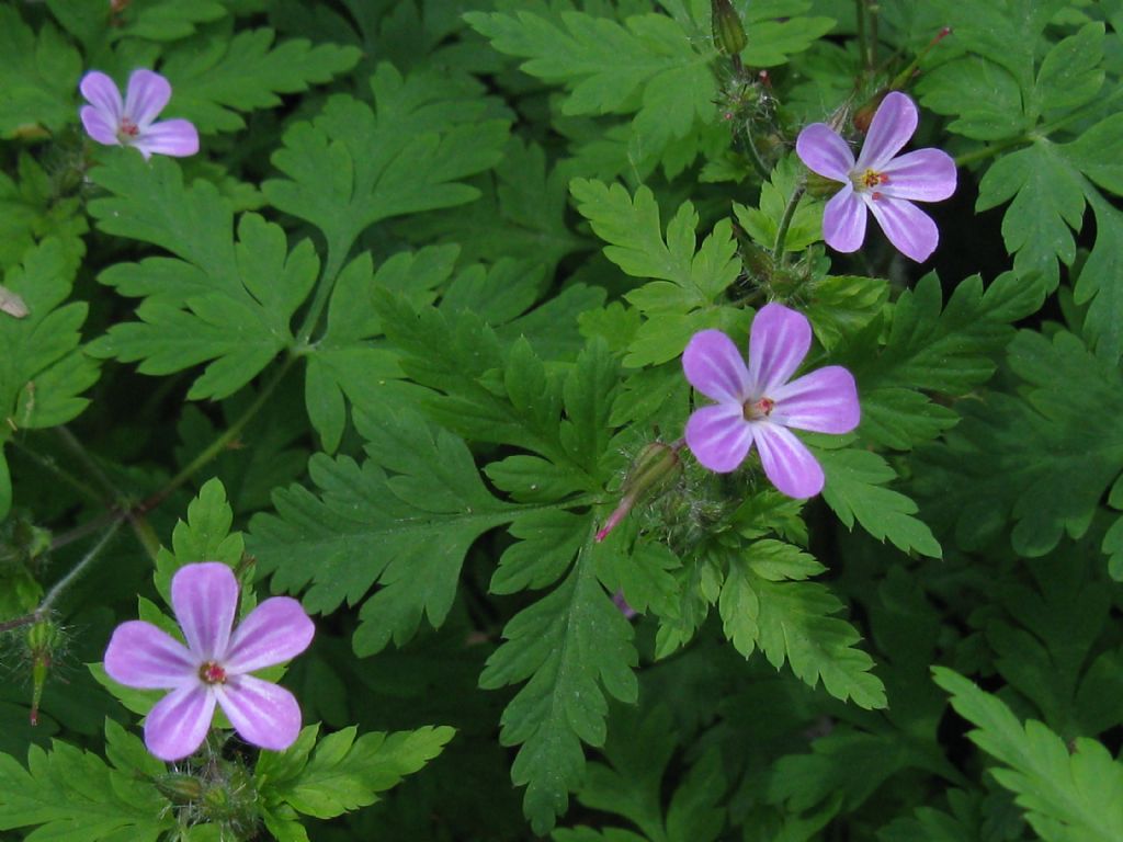 Geranium robertianum (Geraniaceae)