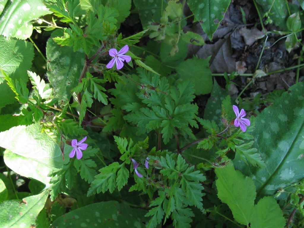 Geranium robertianum (Geraniaceae)