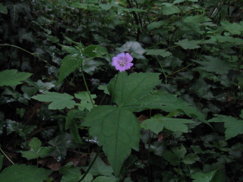 Parco di Monza: Geranium nodosum